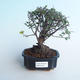 Indoor bonsai - Sagerécie thea - Sagerécie thea 414-PB2191404 - 1/4