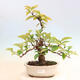 Outdoor bonsai - Pseudocydonia sinensis - Chinese quince - 1/6