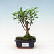 Room bonsai - Ficus retusa - small ficus - 1/2