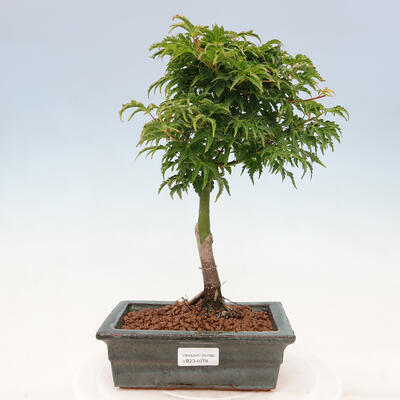 Outdoor bonsai - Acer palmatum SHISHIGASHIRA- Small leaf maple - 1