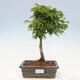Outdoor bonsai - Acer palmatum SHISHIGASHIRA- Small leaf maple - 1/3