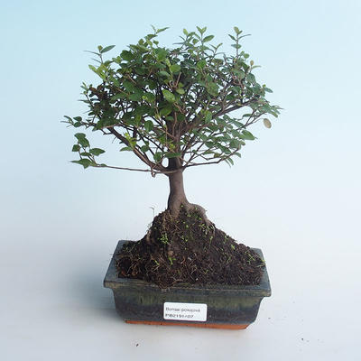 Indoor bonsai - Sagerécie thea - Sagerécie thea 414-PB2191407 - 1