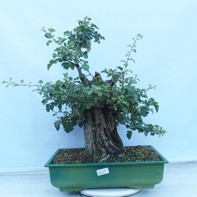 Outdoor bonsai - Single-seeded hawthorn - Crataegus monogyna - 1