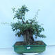 Outdoor bonsai - Single-seeded hawthorn - Crataegus monogyna - 1/6