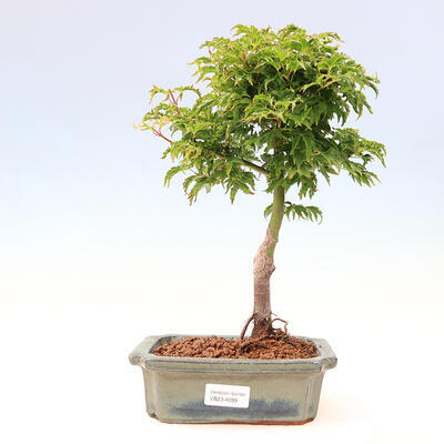 Outdoor bonsai - Acer palmatum SHISHIGASHIRA- Small leaf maple - 1