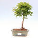 Outdoor bonsai - Acer palmatum SHISHIGASHIRA- Small leaf maple - 1/2