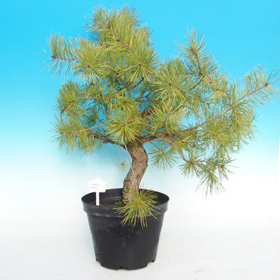Yamadori - Scots pine - Pinus sylvestris - 1