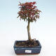 Outdoor bonsai - Acer palmatum Shishigashira - 1/3