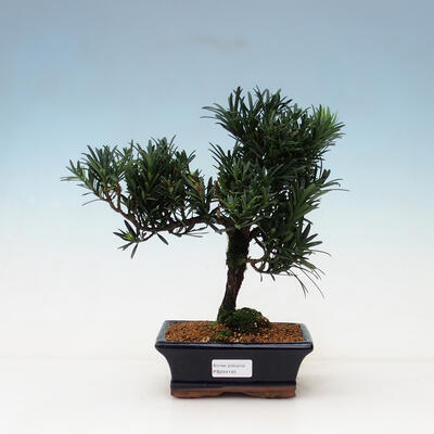 Indoor bonsai - Podocarpus - Stone thous - 1