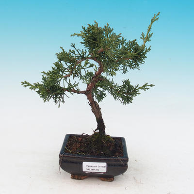 Outdoor bonsai Juniperus-chinenssis-Chinese juniper