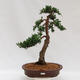 Outdoor bonsai - Juniperus chinensis Kishu - Chinese juniper - 1/4
