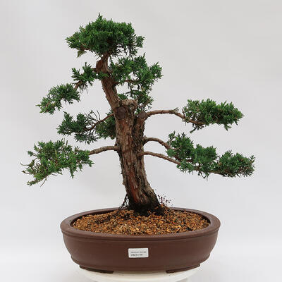 Outdoor bonsai - Juniperus chinensis Kishu - Chinese juniper - 1