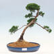 Outdoor bonsai - Juniperus chinensis Kishu - Chinese juniper - 1/4