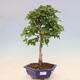 Outdoor bonsai - Carpinus Coreana - Korean hornbeam - 1/4