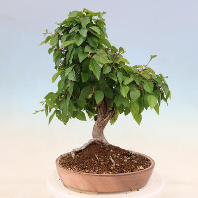 Outdoor bonsai - Carpinus Coreana - Korean hornbeam - 1
