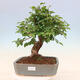 Outdoor bonsai - Carpinus Coreana - Korean hornbeam - 1/5