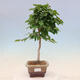 Outdoor bonsai - Carpinus Coreana - Korean hornbeam - 1/4