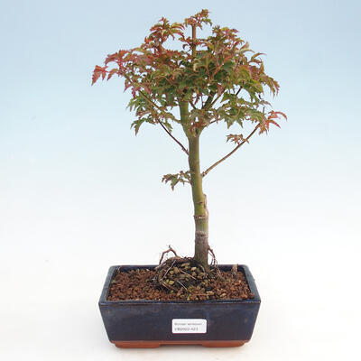 Outdoor bonsai - Acer palmatum Shishigashira - 1
