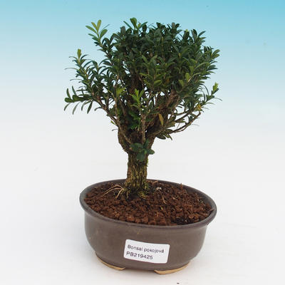 Room bonsai - Buxus harlandii - corked buxus - 1