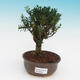 Room bonsai - Buxus harlandii - corked buxus - 1/4