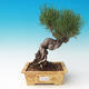 Outdoor bonsai-Pinus thunbergii - Thunberg Pine - 1/3