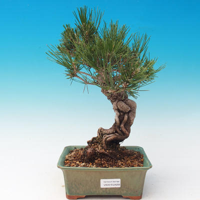 Outdoor bonsai-Pinus thunbergii - Thunberg Pine - 1