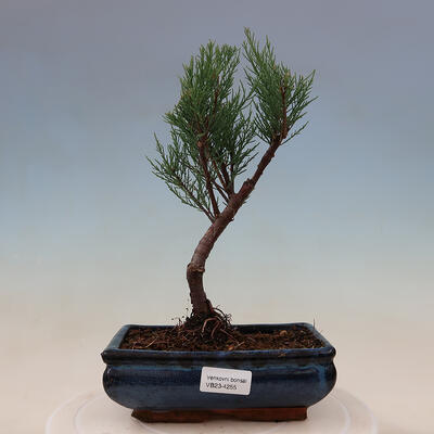 Outdoor bonsai - Tamarix - Tamarix - 1
