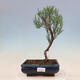 Outdoor bonsai - Tamarix - Tamarix - 1/2