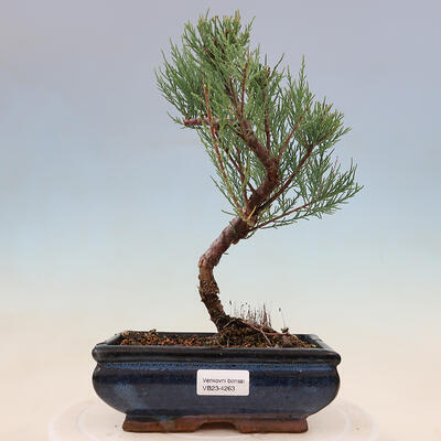 Outdoor bonsai - Tamarix - Tamarix - 1