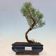 Outdoor bonsai - Tamarix - Tamarix - 1/2