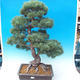 Outdoor bonsai - Pinus parviflora - Small pine tree - 1/5