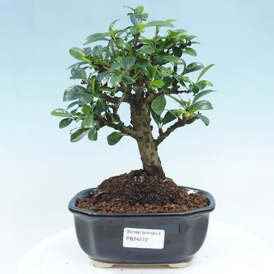 Mini bonsai bowl 2 x 2 x 1.5 cm, color yellow - 1