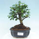 Mini bonsai bowl 2 x 2 x 1.5 cm, color yellow - 1/3