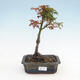 Outdoor bonsai - Acer palmatum Shishigashira - 1/3