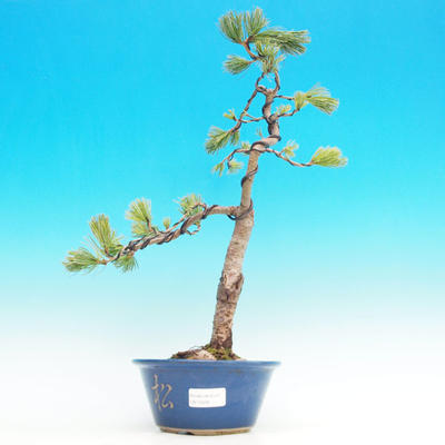 Outdoor bonsai -Borovice parviflora Negishi VB13428