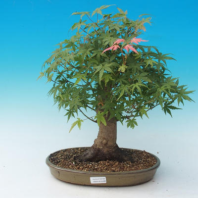 Outdoor bonsai - Acer palmatum - African Maple - 1