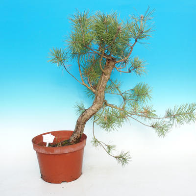 Yamadori - Scots pine - Pinus sylvestris - 1