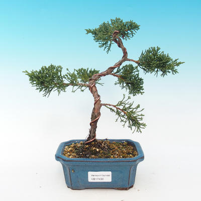 Outdoor bonsai - Juniperus chinensis Chinese -Jalovec