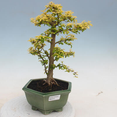 Indoor bonsai -Ligustrum Aurea - Bird's beak - 1