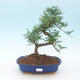Room bonsai - Zantoxylum piperitum - kava - 1/4