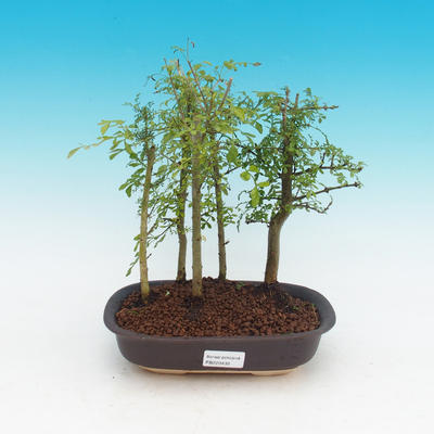 Room bonsai - uhdeii Fraxinus - Ash room - woodland - 1