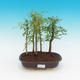 Room bonsai - uhdeii Fraxinus - Ash room - woodland - 1/2