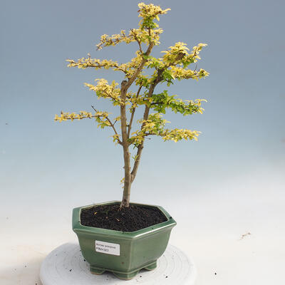 Indoor bonsai -Ligustrum Aurea - Bird's beak - 1