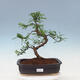 Indoor bonsai - Zantoxylum piperitum - peppercorn - 1/7