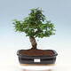 Indoor bonsai -Ligustrum chinensis - Bird's beak - 1/6