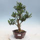 Indoor bonsai - Buxus harlandii - Cork boxwood - 1/6