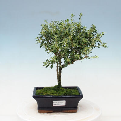 Indoor bonsai - Serissa foetida Variegata - Tree of a Thousand Stars
