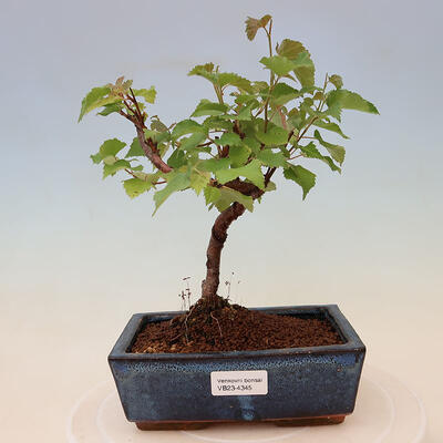 Outdoor bonsai - Betula verrucosa - White birch
