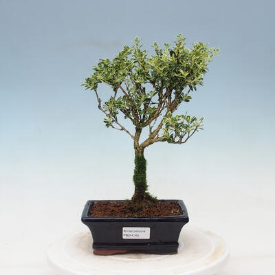 Indoor bonsai - Serissa foetida Variegata - Tree of a Thousand Stars