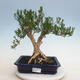 Indoor bonsai - Buxus harlandii - Cork boxwood - 1/6
